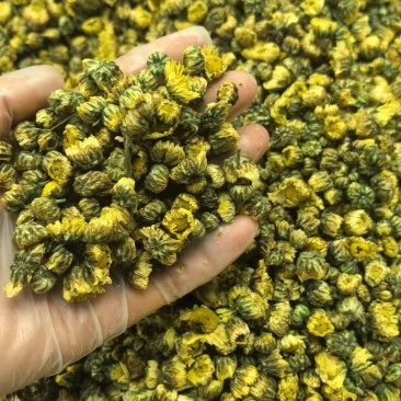 胎菊正宗胎菊王新货无硫真正的桐乡胎菊诚信经营批发