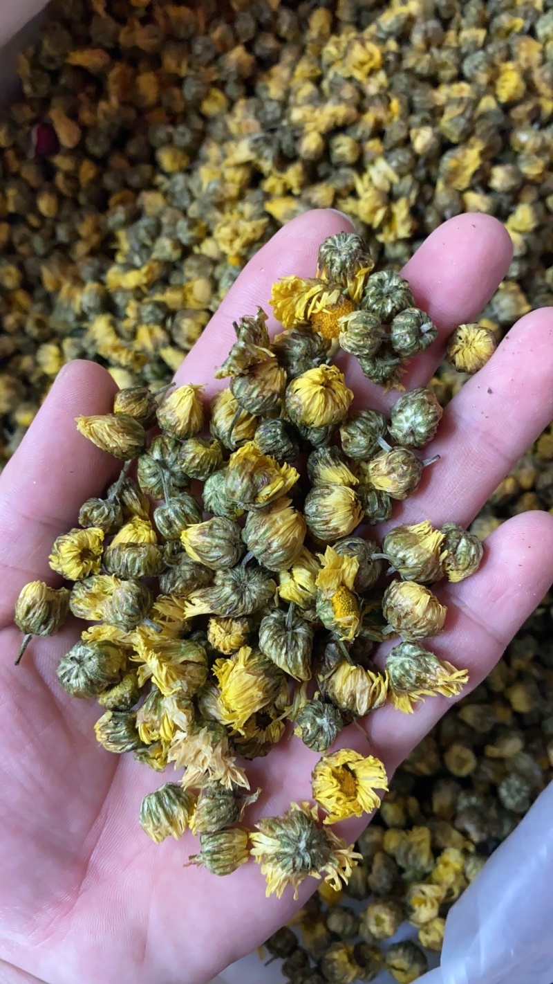 胎菊正宗胎菊王新货无硫真正的桐乡胎菊诚信经营批发