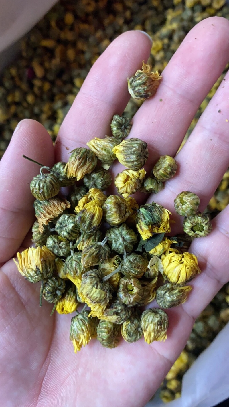 胎菊正宗胎菊王新货无硫真正的桐乡胎菊诚信经营批发