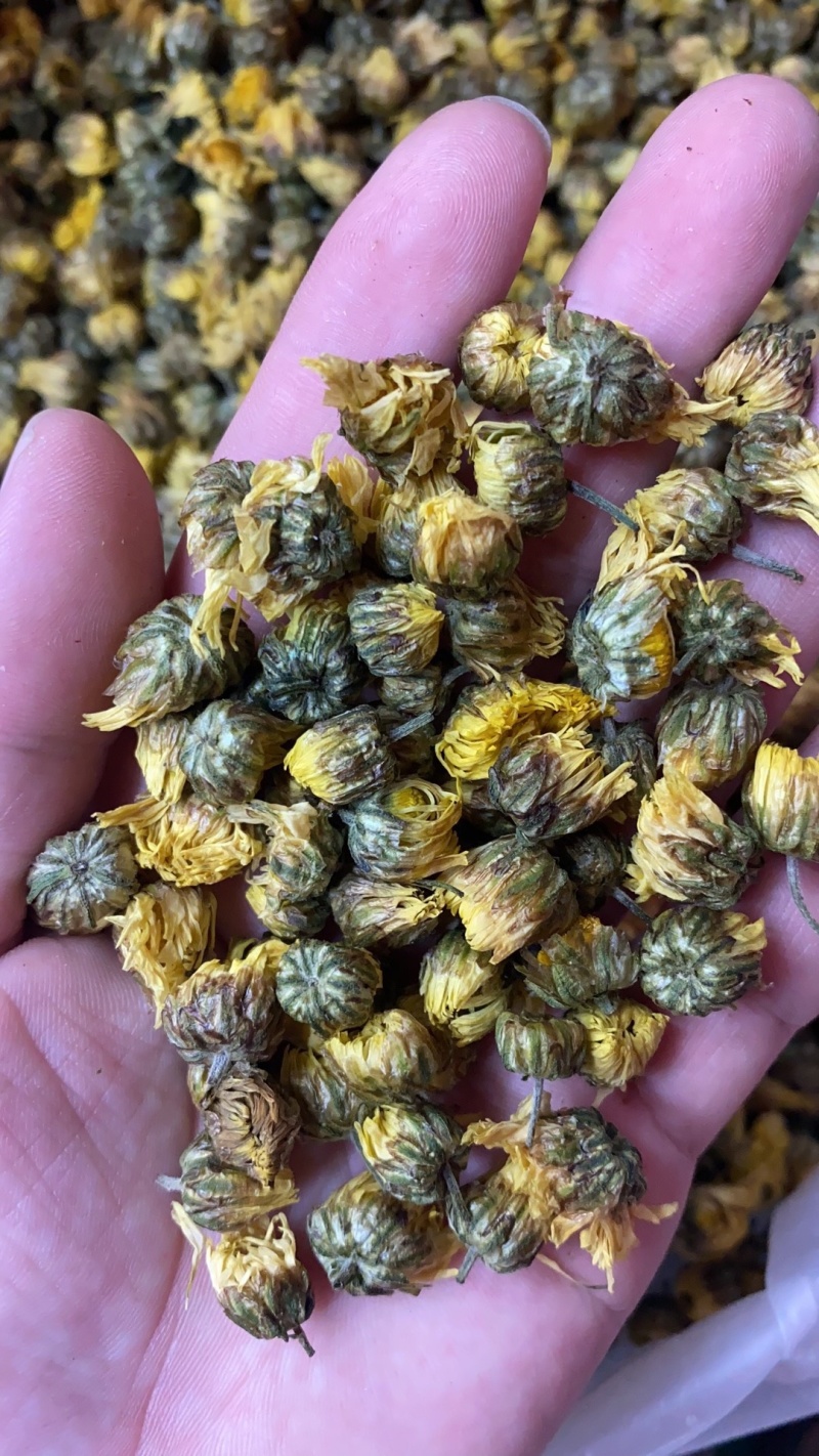 胎菊正宗胎菊王新货无硫真正的桐乡胎菊诚信经营批发
