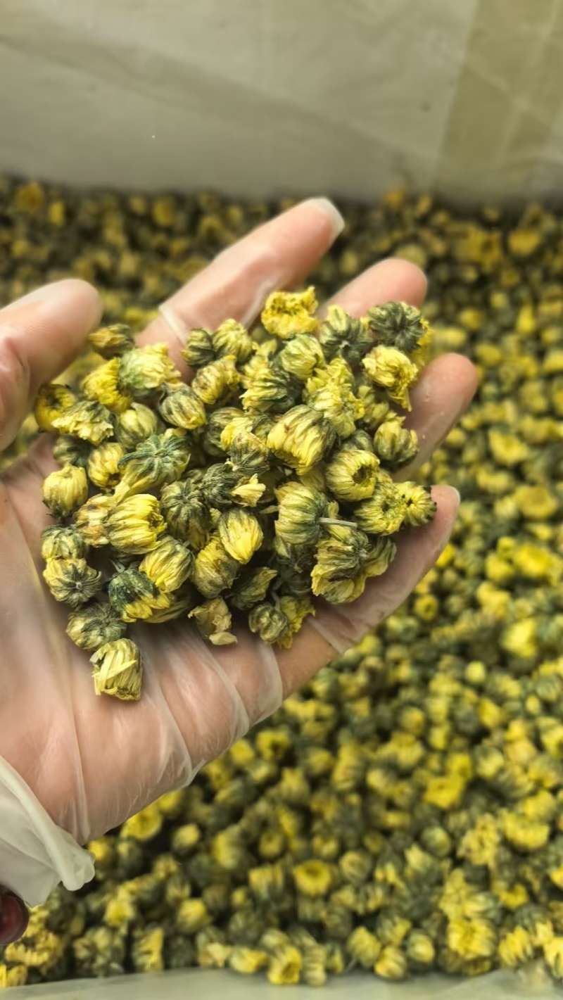 胎菊正宗胎菊王新货无硫真正的桐乡胎菊诚信经营批发