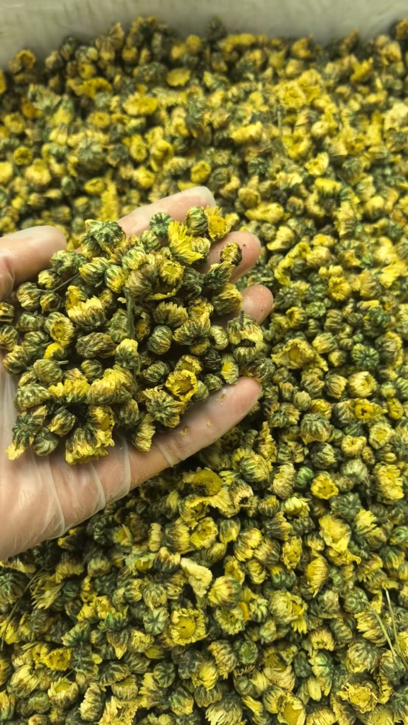 胎菊正宗胎菊王新货无硫真正的桐乡胎菊诚信经营批发