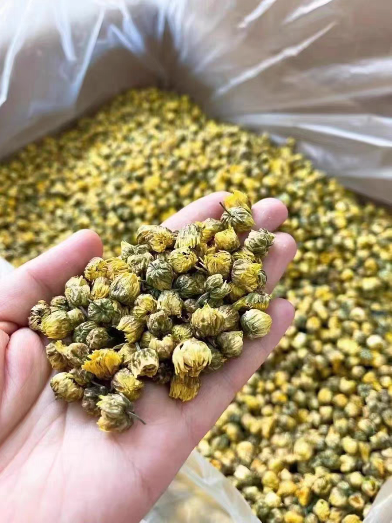 胎菊正宗胎菊王新货无硫真正的桐乡胎菊诚信经营批发