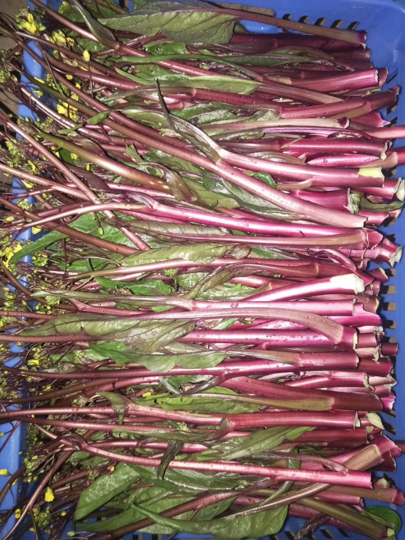 广西一手货源红菜苔货量大水分足各种等级规格齐全按需分拣打包