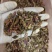 款冬花新货无硫款冬花干货保质保量诚信经营假一赔十