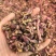 款冬花新货无硫款冬花干货保质保量诚信经营假一赔十