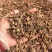 款冬花新货无硫款冬花干货保质保量诚信经营假一赔十