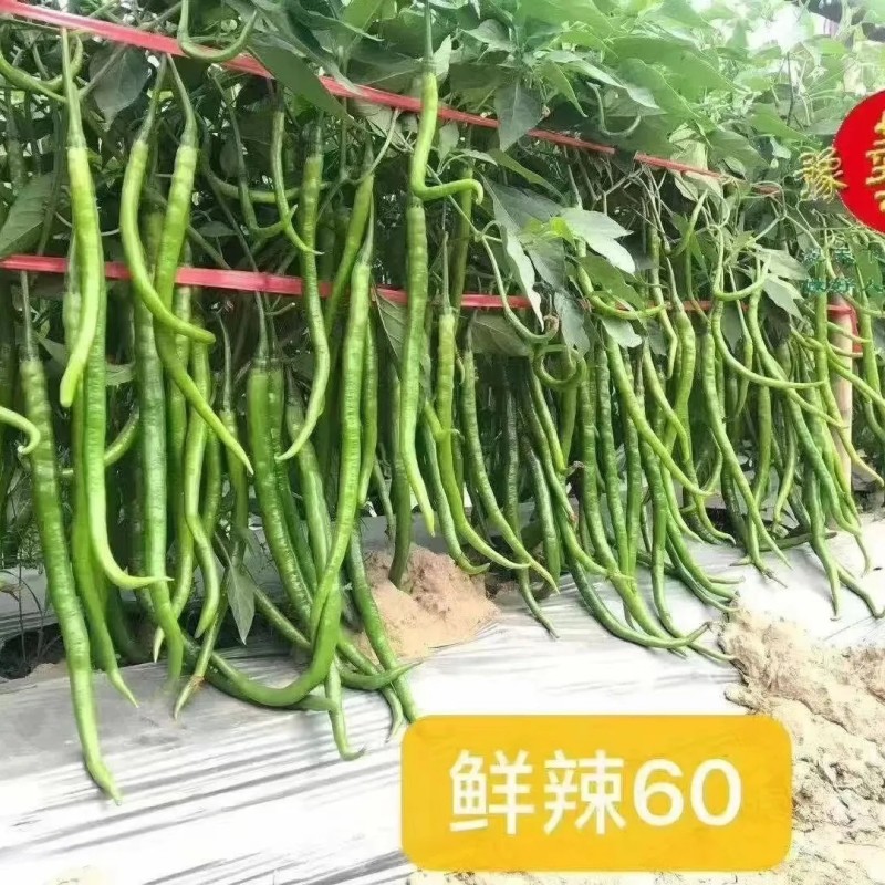 鲜辣二号长果线椒种子杭椒种籽高产长线椒种籽果型顺直春秋