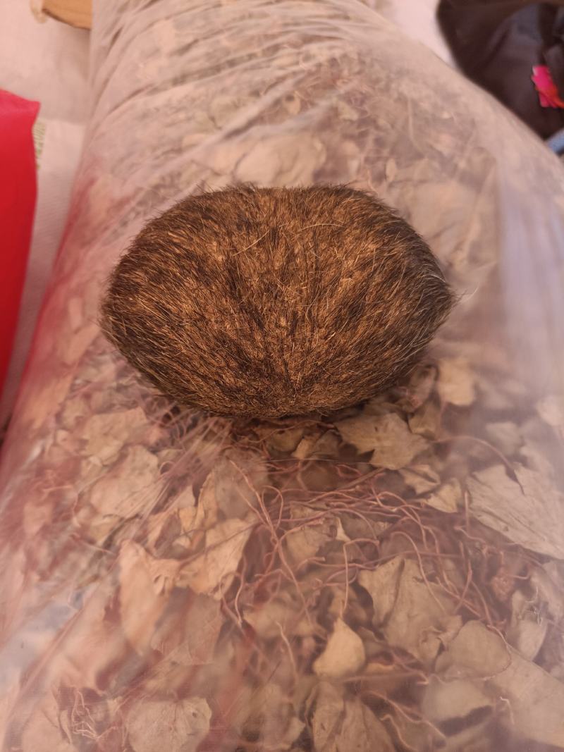 猪宝云南大理猪宝，精品货，阴干完成，质量保证，上等货
