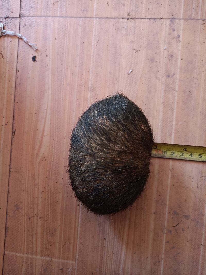 猪宝云南大理猪宝，精品货，阴干完成，质量保证，上等货
