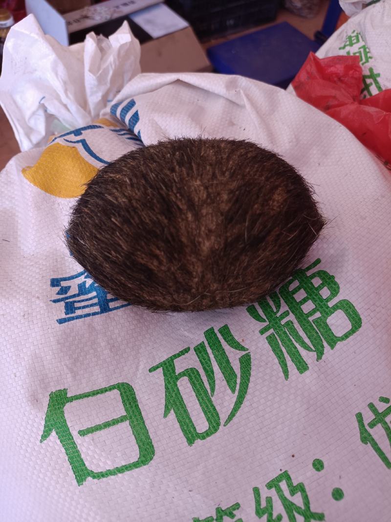 猪宝云南大理猪宝，精品货，阴干完成，质量保证，上等货