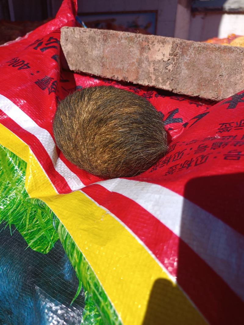 猪宝云南大理猪宝，精品货，阴干完成，质量保证，上等货