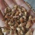 代代花玳玳花药食同源堪比人参的泡茶花入肝经