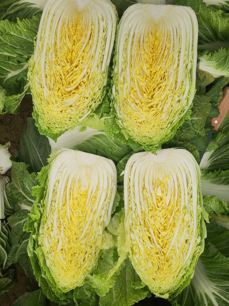 河南产地黄心大白菜产，保证品质，支持全国发货