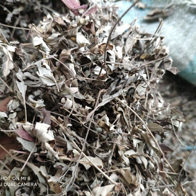 牡荆叶中药材正品冷背牡荆叶诚信经营品质保证
