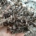 牡荆叶中药材正品冷背牡荆叶诚信经营品质保证