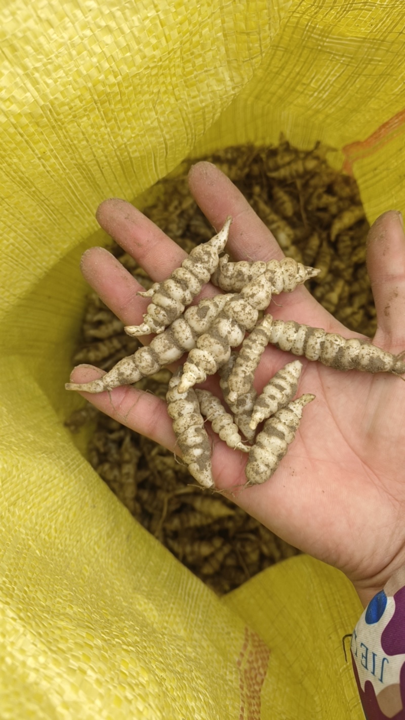 螺丝菜