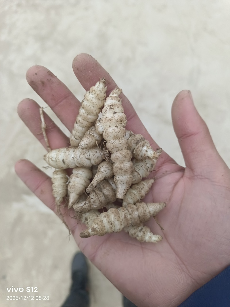 螺丝菜