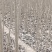 速生107杨树苗
