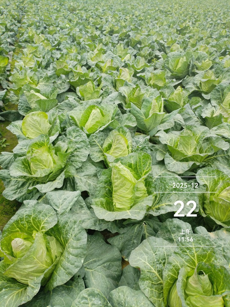 牛心甘蓝!脆嫩清脆可口！
