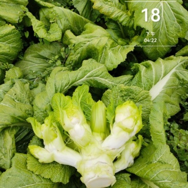 四川省德阳市儿菜基地种植基地，支持做毛菜，净菜，加工菜