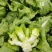 四川省德阳市儿菜基地种植基地，支持做毛菜，净菜，加工菜