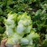 四川省德阳市儿菜基地种植基地，支持做毛菜，净菜，加工菜