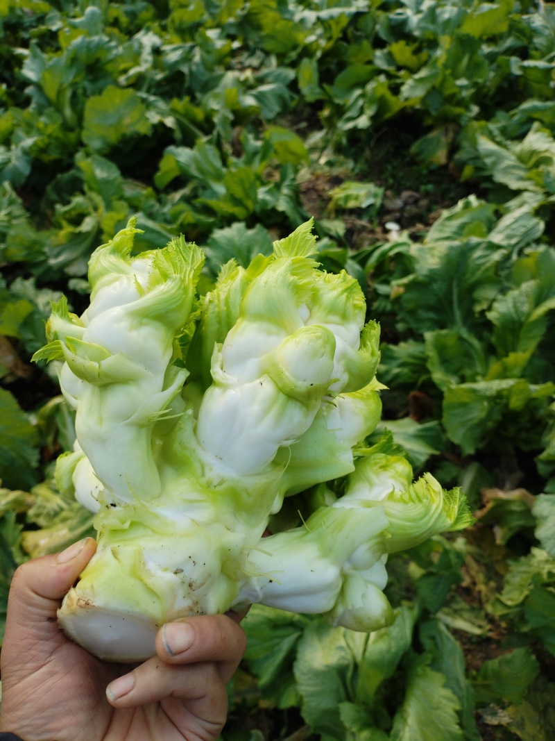 四川省德阳市儿菜基地种植基地，支持做毛菜，净菜，加工菜