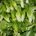 四川省德阳市儿菜基地种植基地，支持做毛菜，净菜，加工菜
