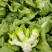 四川省德阳市儿菜基地种植基地，支持做毛菜，净菜，加工菜