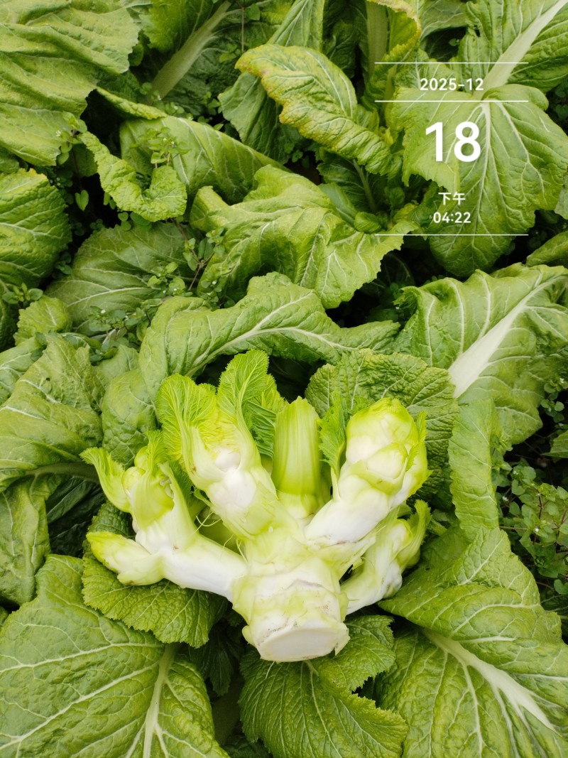 四川省德阳市儿菜基地种植基地，支持做毛菜，净菜，加工菜
