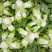 四川省德阳市儿菜基地种植基地，支持做毛菜，净菜，加工菜
