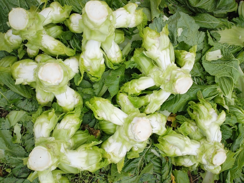 四川省德阳市儿菜基地种植基地，支持做毛菜，净菜，加工菜