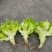 四川省德阳市儿菜基地种植基地，支持做毛菜，净菜，加工菜