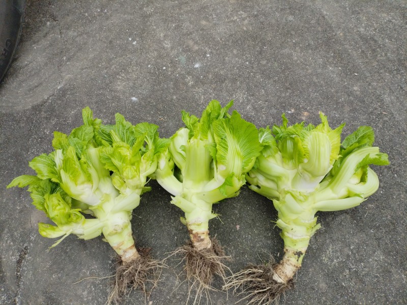 四川省德阳市儿菜基地种植基地，支持做毛菜，净菜，加工菜