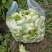 四川省德阳市儿菜基地种植基地，支持做毛菜，净菜，加工菜