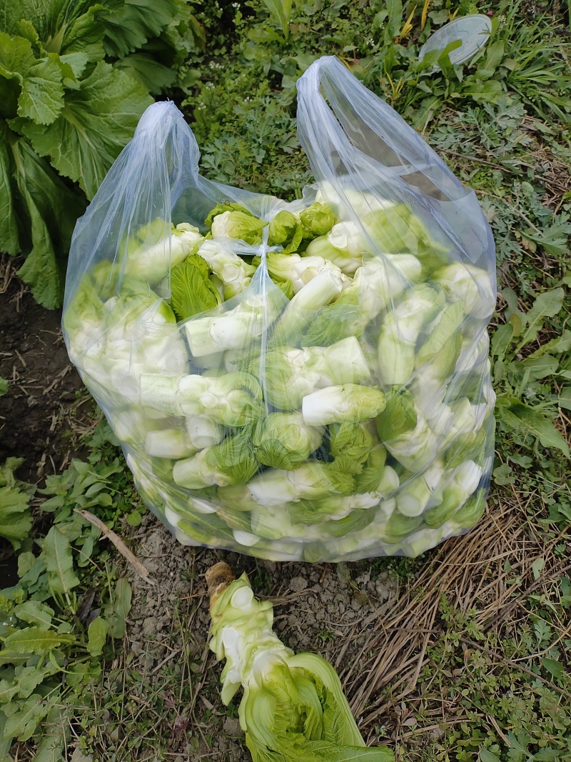 四川省德阳市儿菜基地种植基地，支持做毛菜，净菜，加工菜