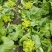 四川省德阳市儿菜基地种植基地，支持做毛菜，净菜，加工菜