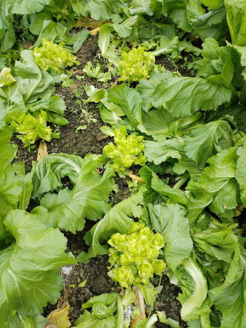 四川省德阳市儿菜基地种植基地，支持做毛菜，净菜，加工菜