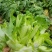 四川省德阳市儿菜基地种植基地，支持做毛菜，净菜，加工菜