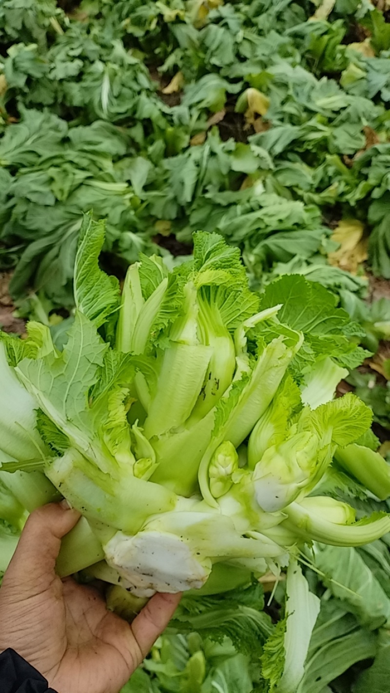 四川省德阳市儿菜基地种植基地，支持做毛菜，净菜，加工菜