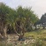 2412苗圃供应各种红刺林投露兜树3-7米高
