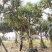 2412苗圃供应各种红刺林投露兜树3-7米高