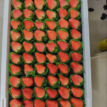 宁玉草莓