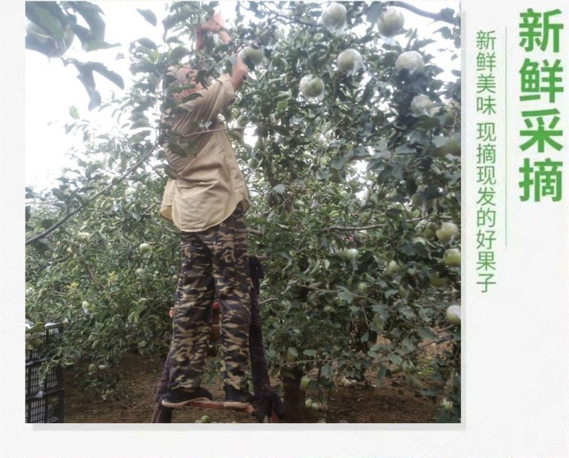 烟台王林苹果雀斑美人青森苹果脆甜抖音直播团购天猫一件代发