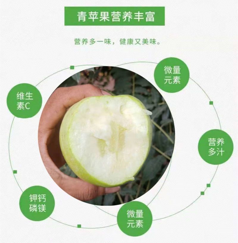 烟台王林苹果雀斑美人青森苹果脆甜抖音直播团购天猫一件代发