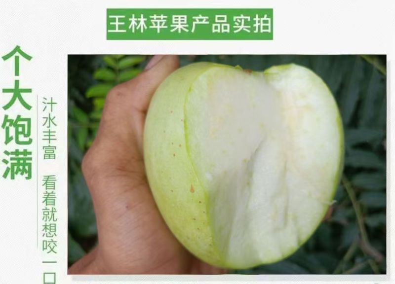烟台王林苹果雀斑美人青森苹果脆甜抖音直播团购天猫一件代发