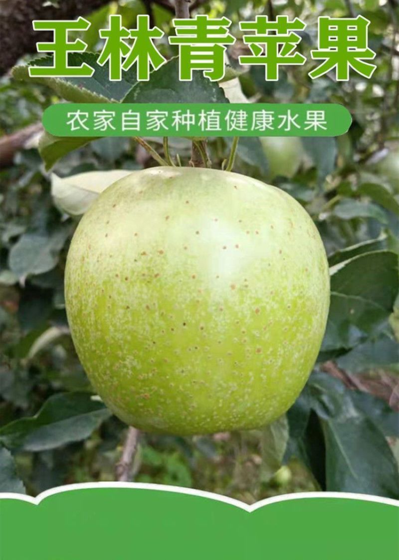 烟台王林苹果雀斑美人青森苹果脆甜抖音直播团购天猫一件代发