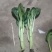 广东菜心