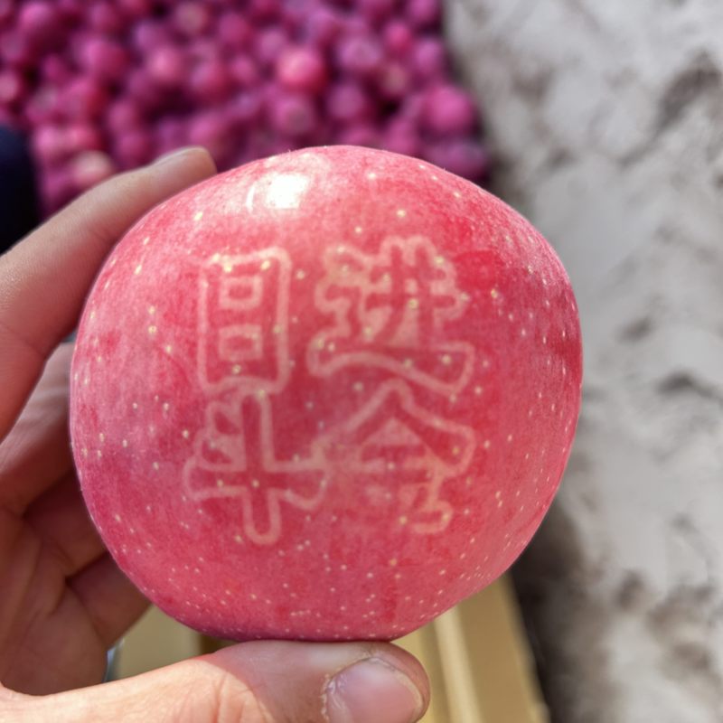 静宁红富士大量有货